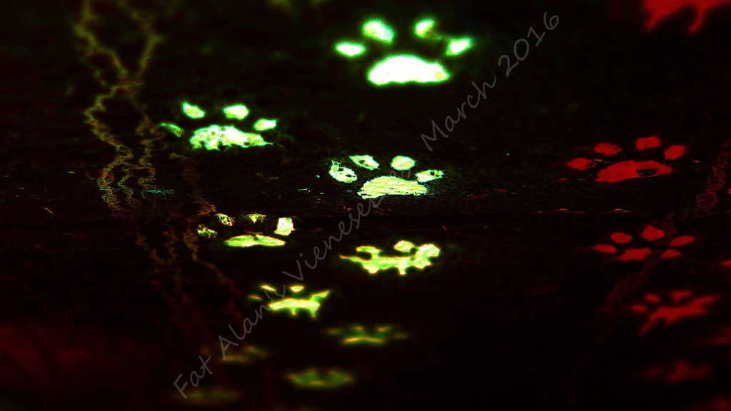 She pads paws, pads, paws and claws. Nod to Olly. Alan Jackson Flickr