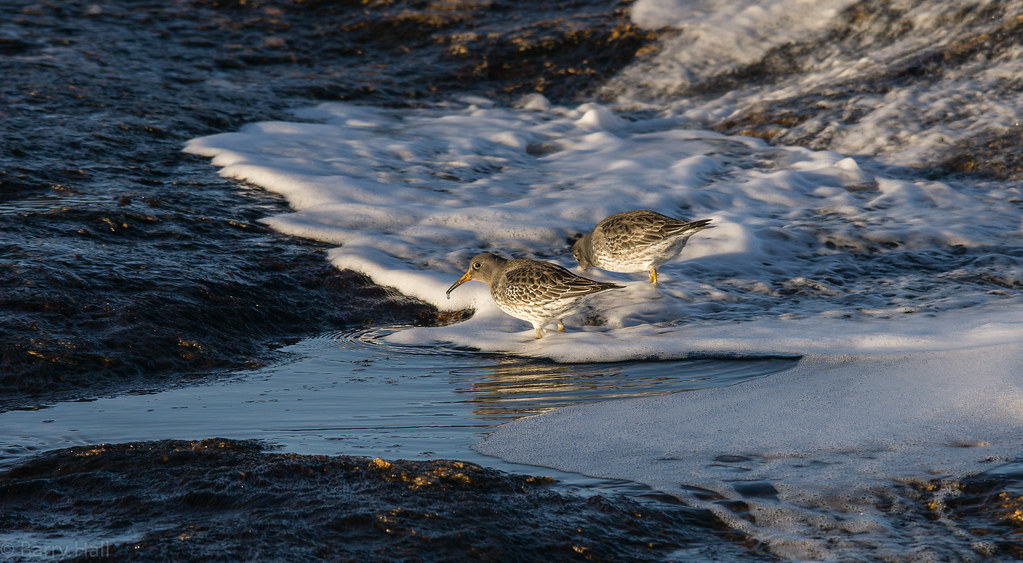 Purple Sandpiper, Deadman's Bay, NL, Jan 20167858 Flickr