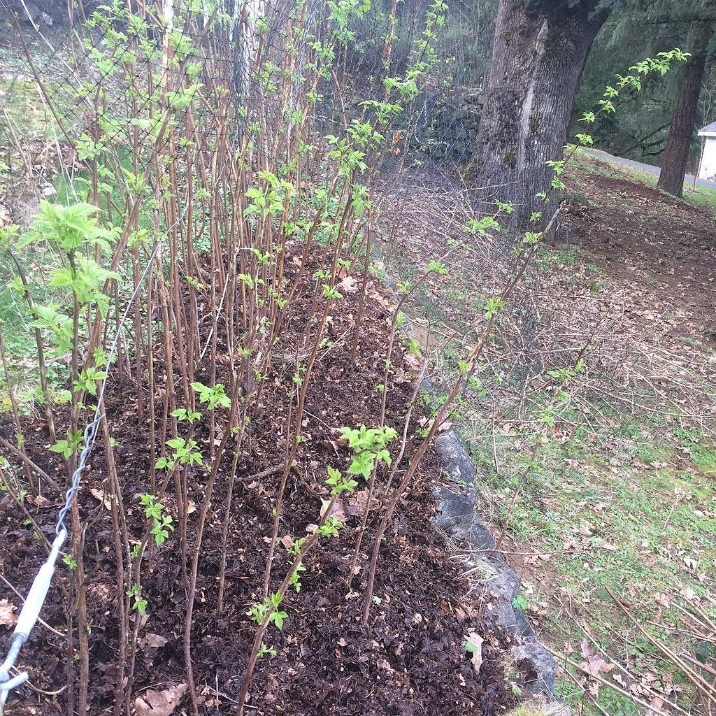 Mulching the raspberries. Bring it on, Spring. farmlife Flickr