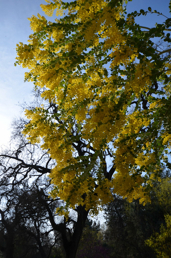 Acacia Grove Tour with Dr. Eric Conn Photo by Katie Hetric… Flickr