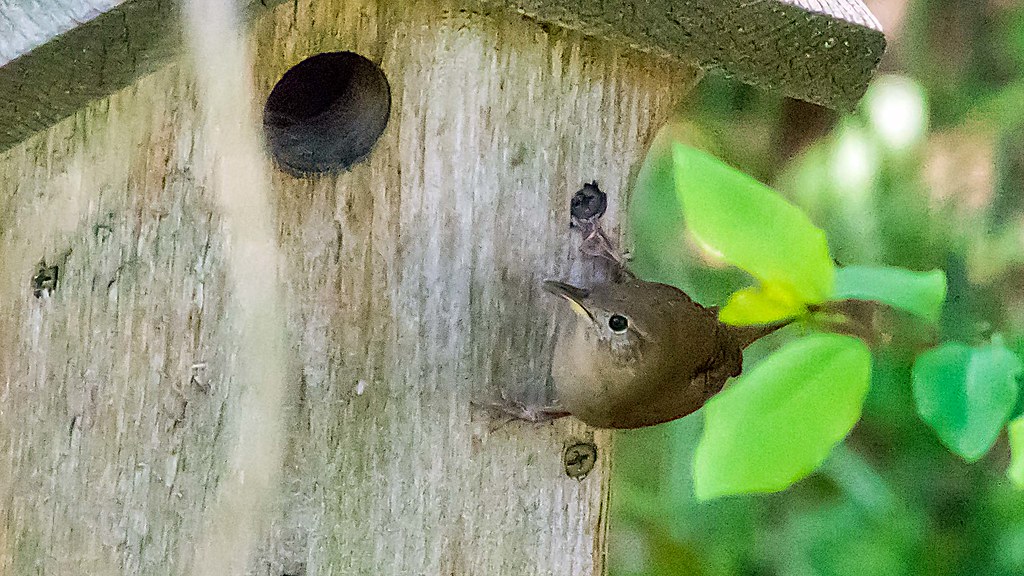 IMIP0352_HOWR_0107_AtNestBox House Wren bring nesting mate… Flickr