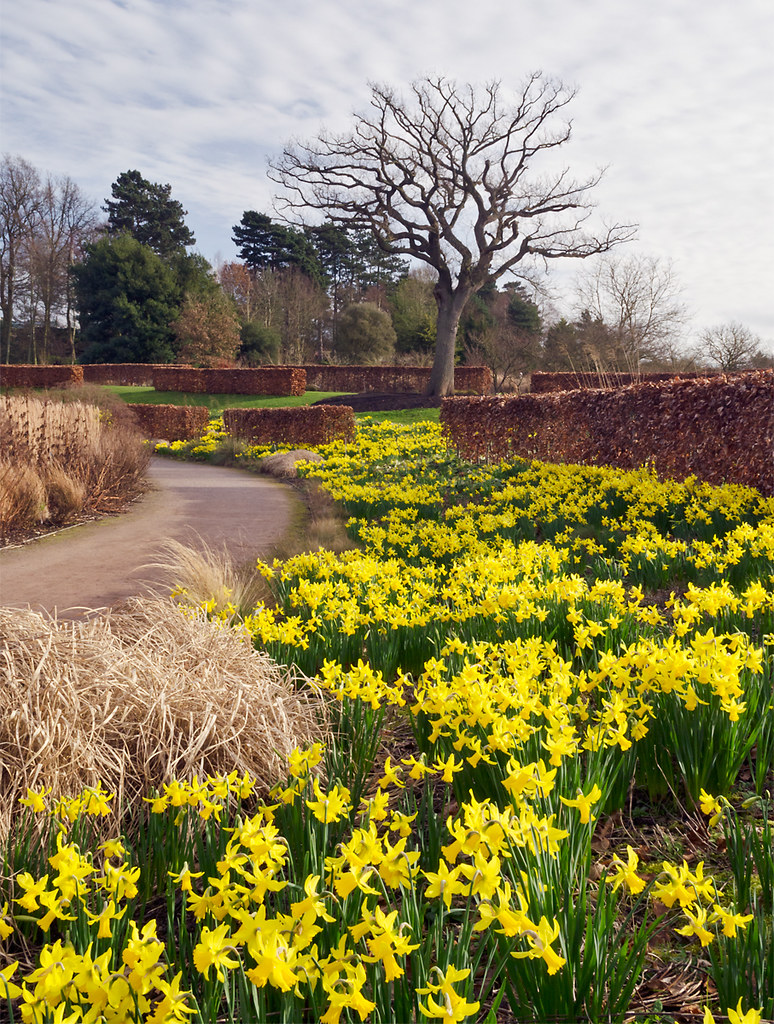 Spring Has Arrived Carpets of Daffodils at Wisley Garden… Flickr