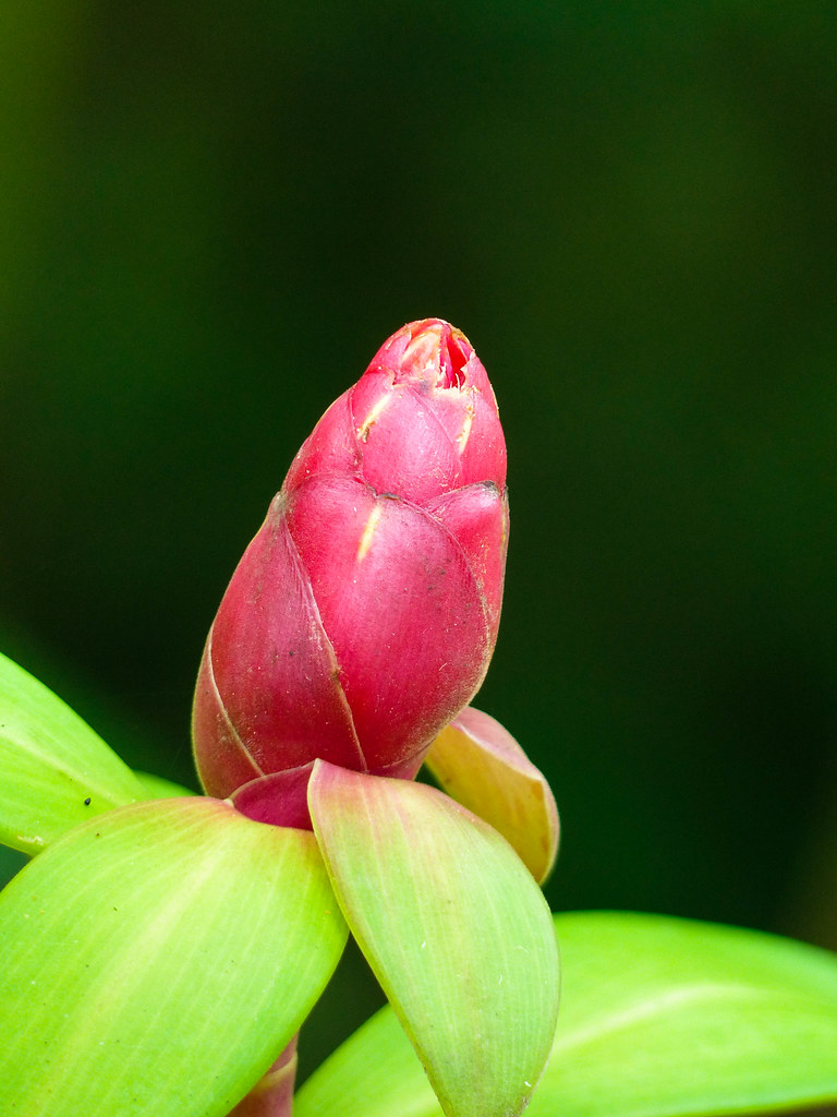 Back Scratcher Ginger Flower Bud Young flower bud of Back … Flickr