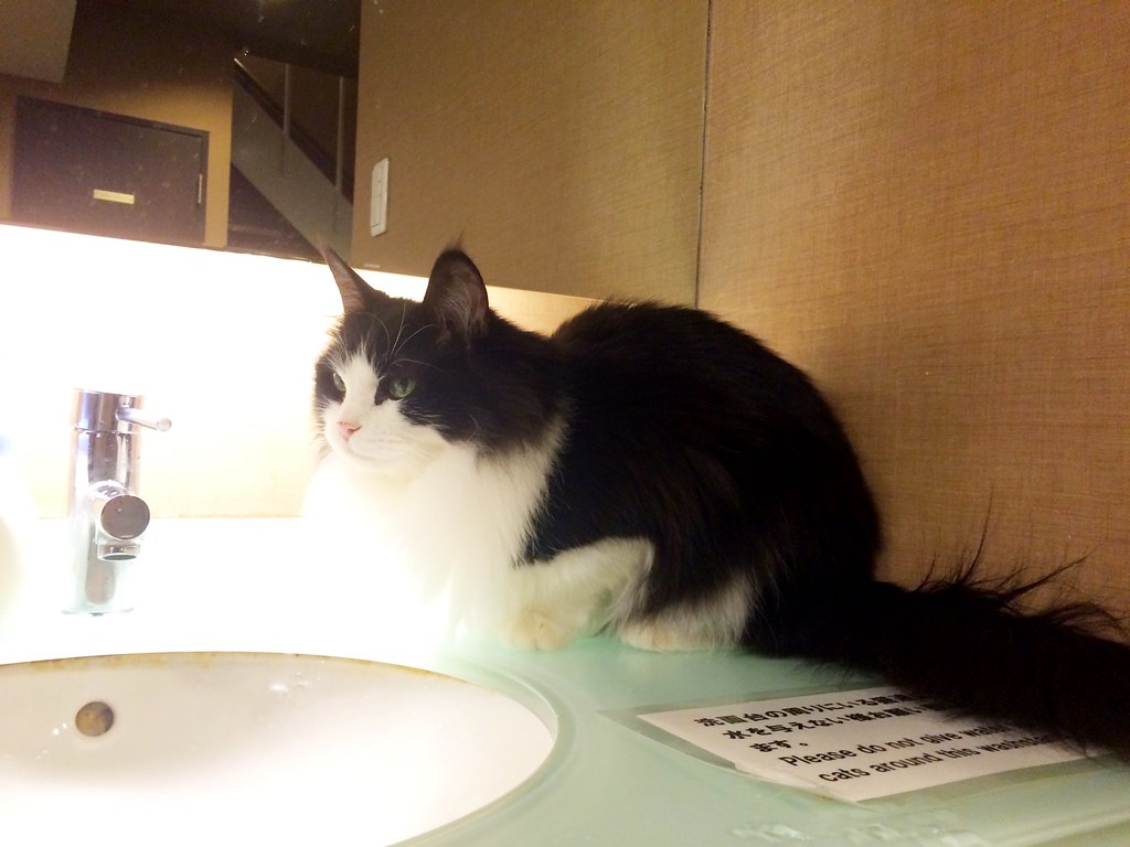 cat cafe "Calico" Shinjuku Flickr