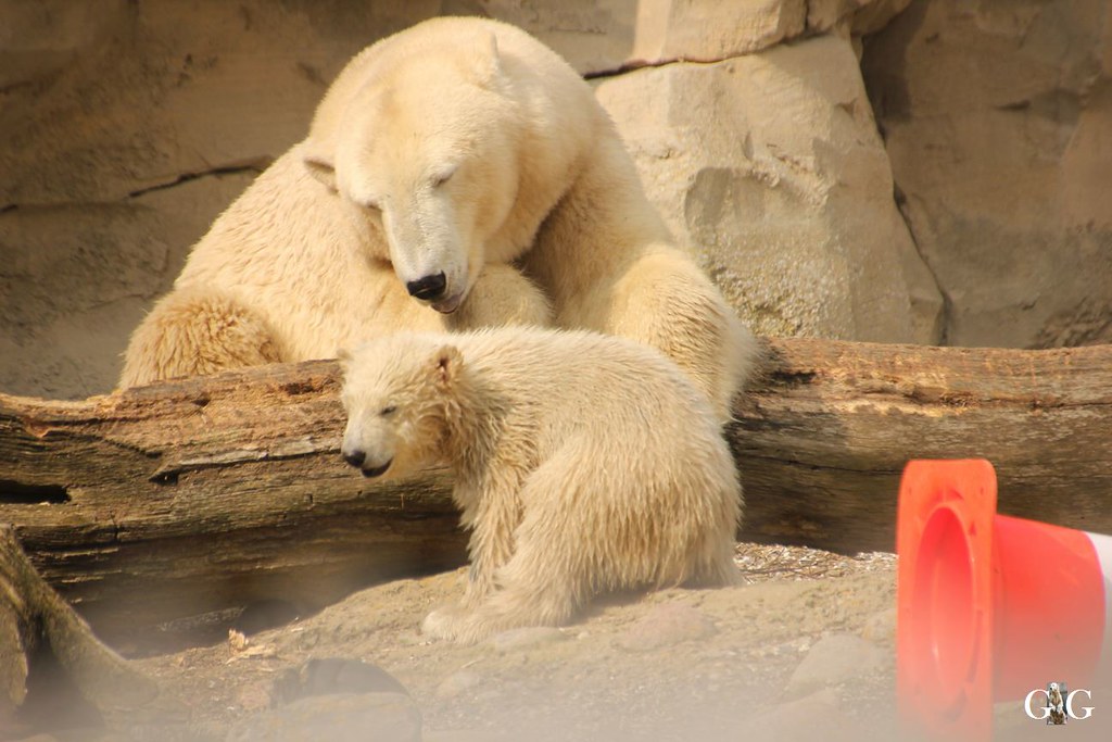 Zoo Bremerhaven 09.04.16 1.Teil104 Gudrun Graeber Flickr