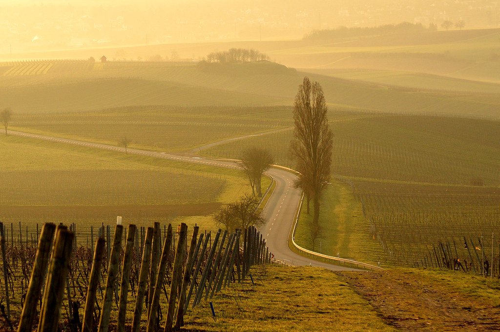 morning in the vineyards Roland Wagner Flickr