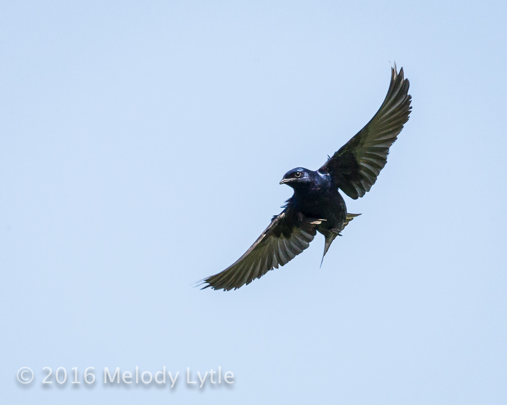 Purple Martin Purple Martin male, Hornsby Bend Treatment P… Flickr