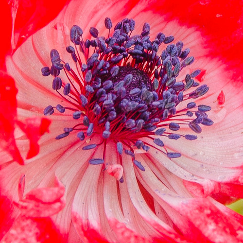 Stamens of a red anemone flower Sarah Anne Mac Flickr