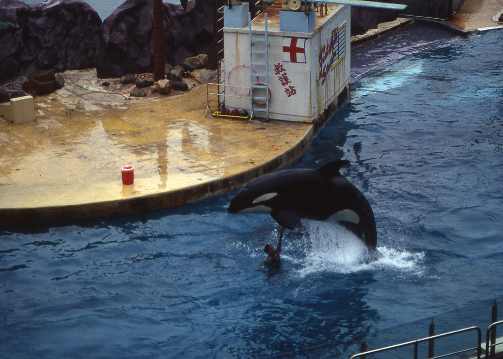 Ocean Park Hong Kong captive Killer whale leaping in 1991 a photo on