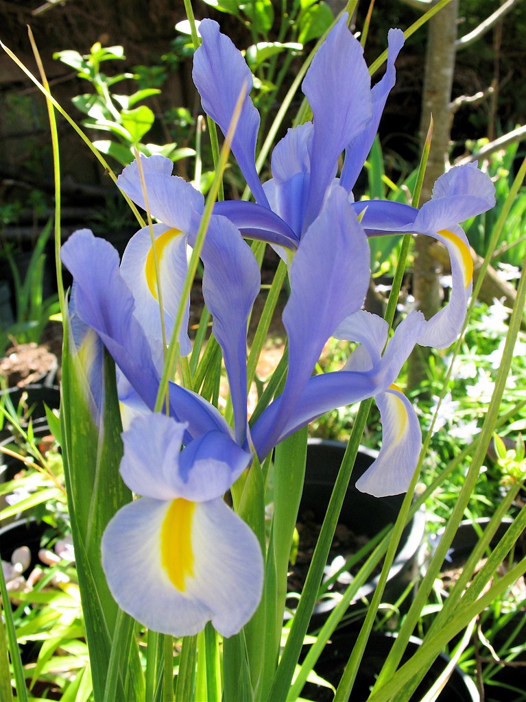 Dutch Iris These Irises keep coming back every year in our… Flickr