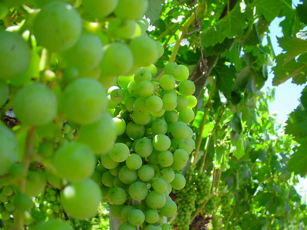 Wine grapes In Swan Valley delcond Flickr