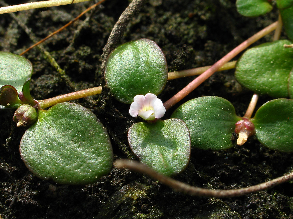 Flickriver Photoset Legally Protected Plants' by Alan Cressler