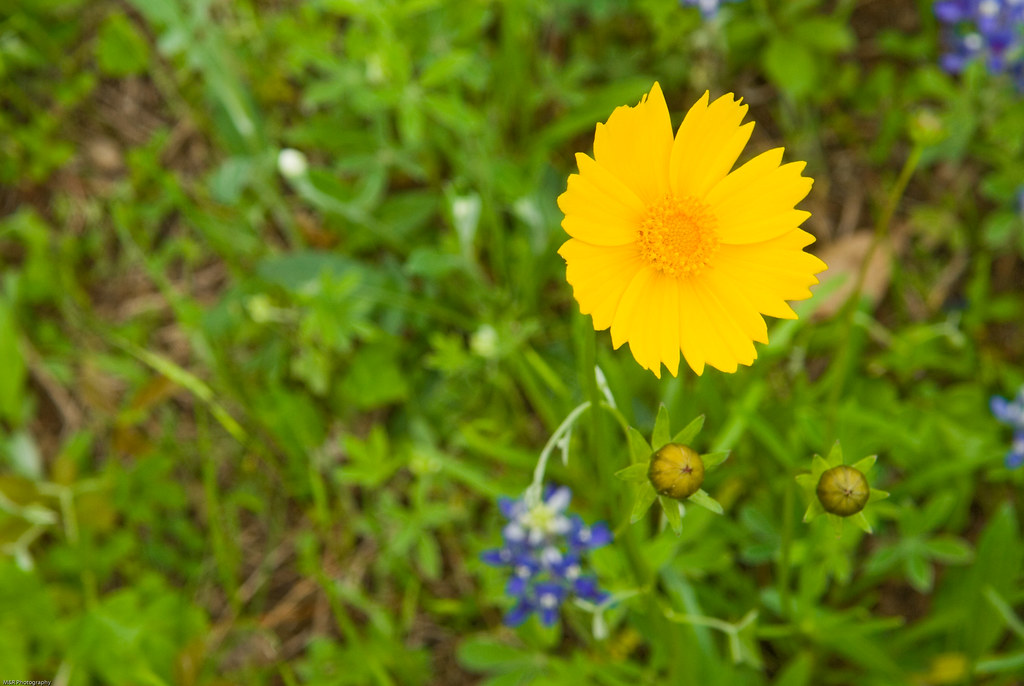 Wildflowers Texas wild flowers M&R Glasgow Flickr