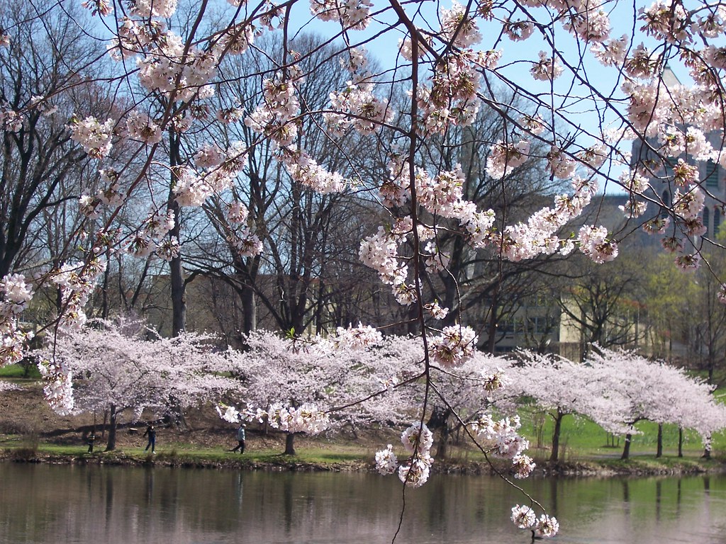 Cherry Blossoms in Branch Brook Park, Newark, New Jersey Flickr