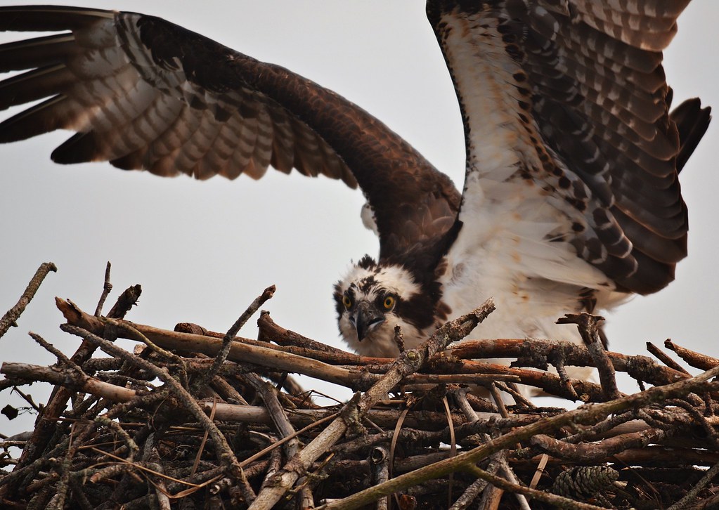 Osprey, Chincoteague, VA Annie Johnson Flickr