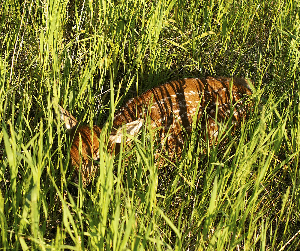 FawnM Wessington Springs, SD It's the time of year when yo… Flickr