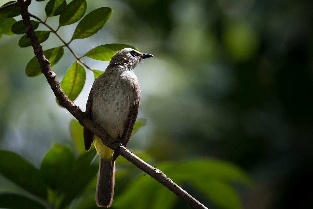 Yellowvented Bulbul Scientific Name Pycnonotus