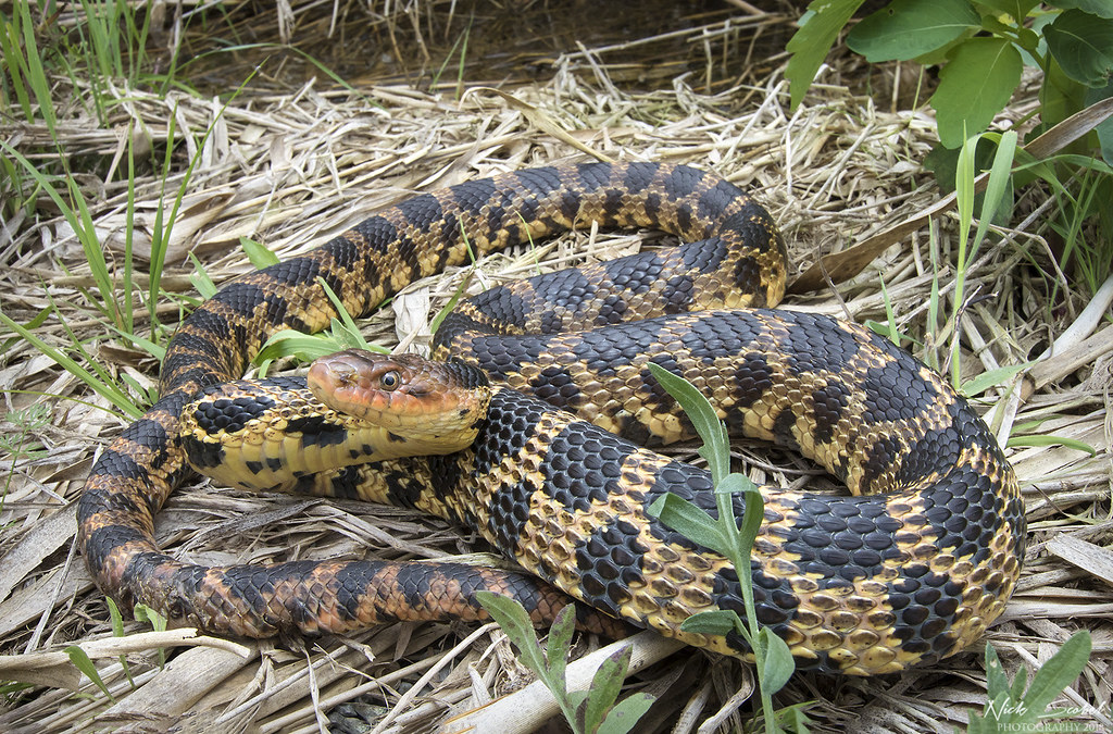 Eastern Fox Snake Pantherophis gloydi A beautiful five foo… Flickr