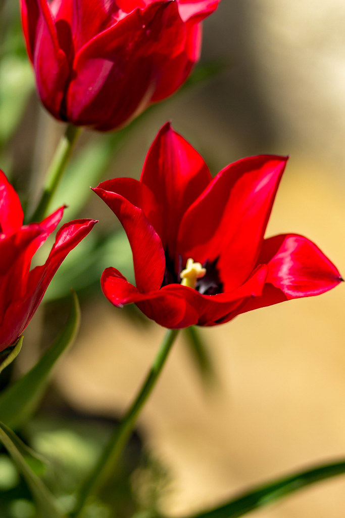 _MG_0021 Upham family Flickr