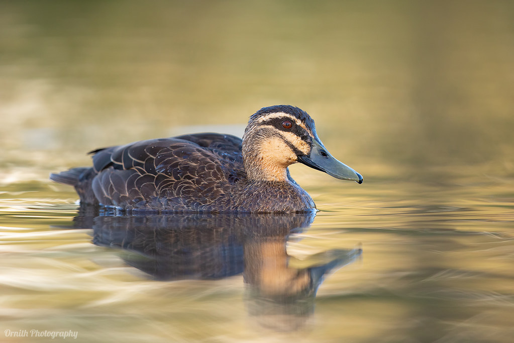 Pacific Black Duck Toowoomba, QLD Ornith Photography Flickr