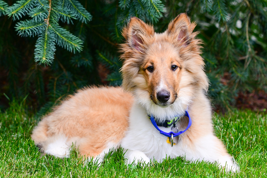 DogArchives Rough Collie