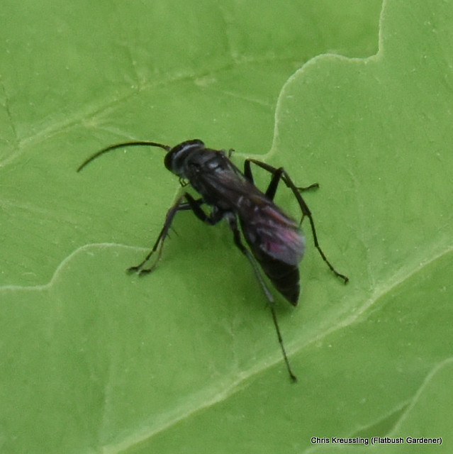 Flickriver Photoset 'Pompilidae, spider wasp' by Flatbush Gardener