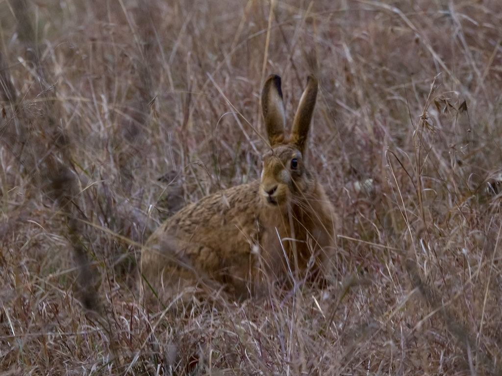 Brown Hare Lepus capensis Barton ACT Australia 2… Flickr