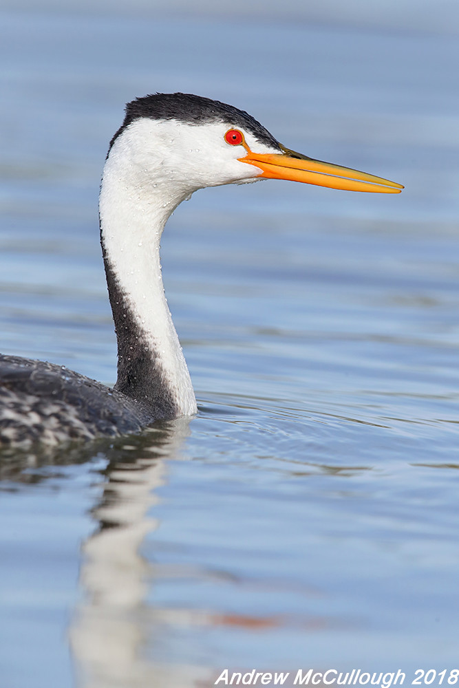 Clark's Grebe Putnam's Point at the start of the Klamath R… Flickr