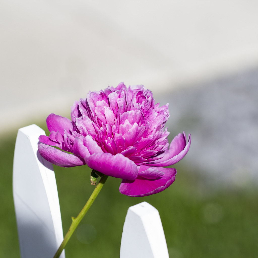 Flower 16 Joshua Fink Flickr