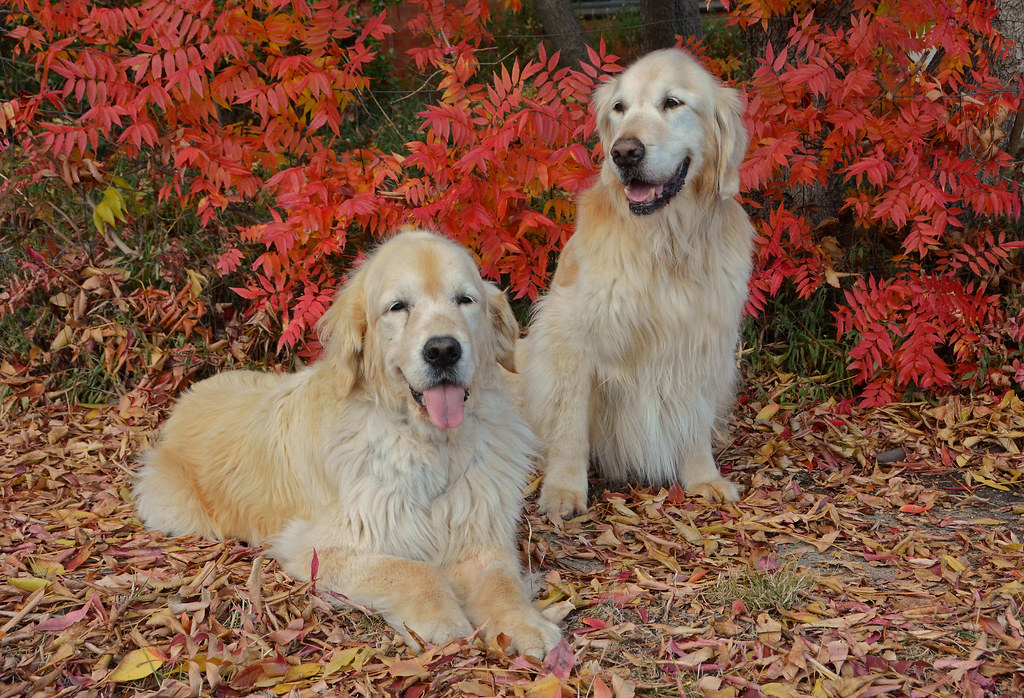 Rescue Golden Retrievers Chiquita & Klawde DSC_4629 Flickr