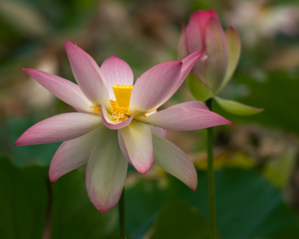 Lotus Charles Wood Japanese Garden Mobile, AL Stephanie Pluscht