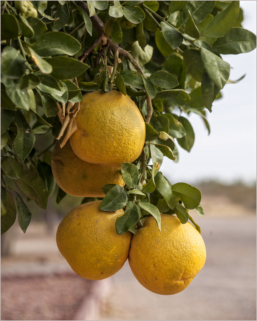 Oranges on the Tree Taken in Arizona Aloma Anderson Flickr