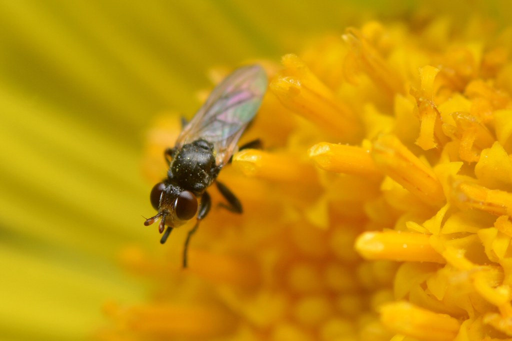 Tiny fly on Canyon Sunflower flower Thickheaded Fly (Co… Flickr