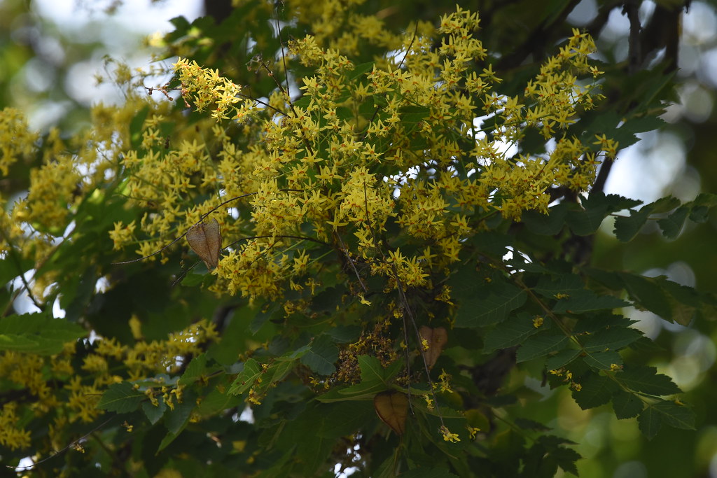 Golden Raintree or Chinese Lantern Tree Golden Raintree or… Flickr