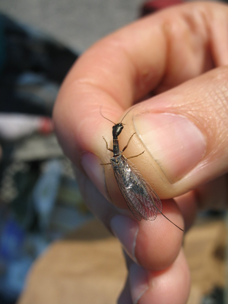 Insects and Other Arthropods Flickr