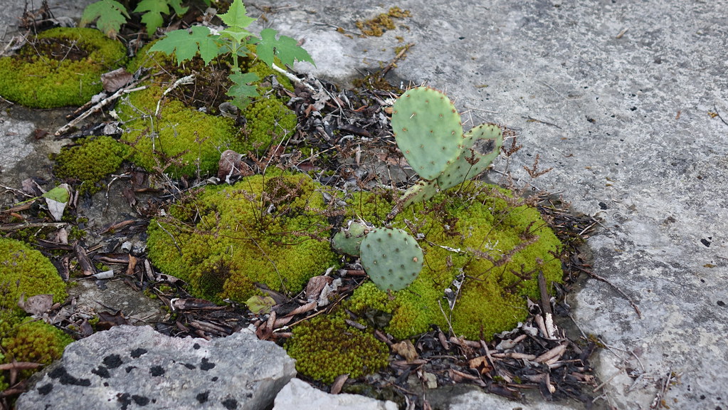 Limestone glade with moss, prickly pear cactus, celandine … Flickr
