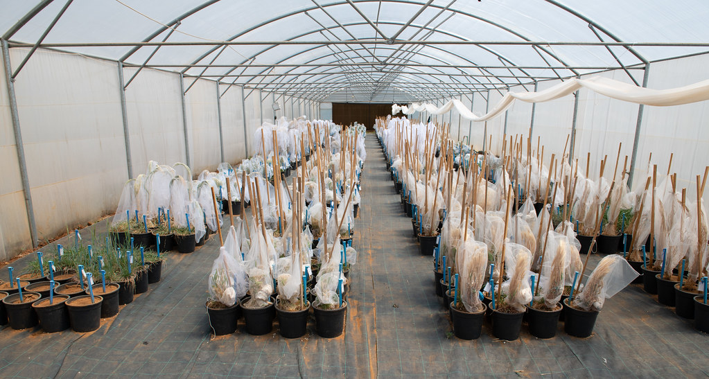 Inside a greenhouse in Terbol Station, Lebanon Photo Mich… Flickr