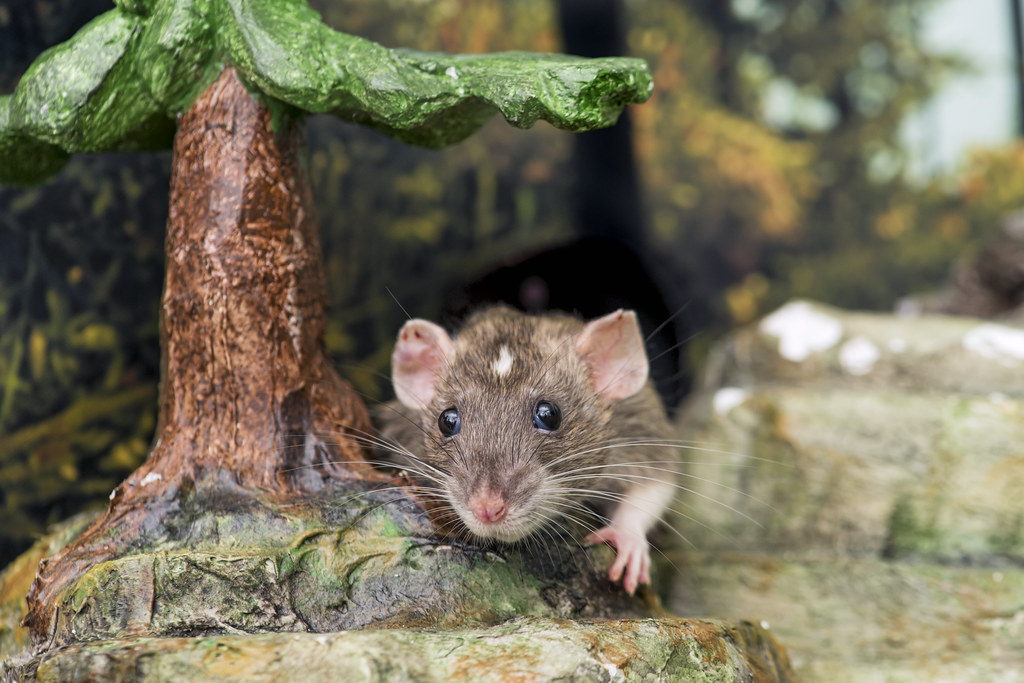 Rat in the "forest" Another picture of one of my gf's rat … Flickr