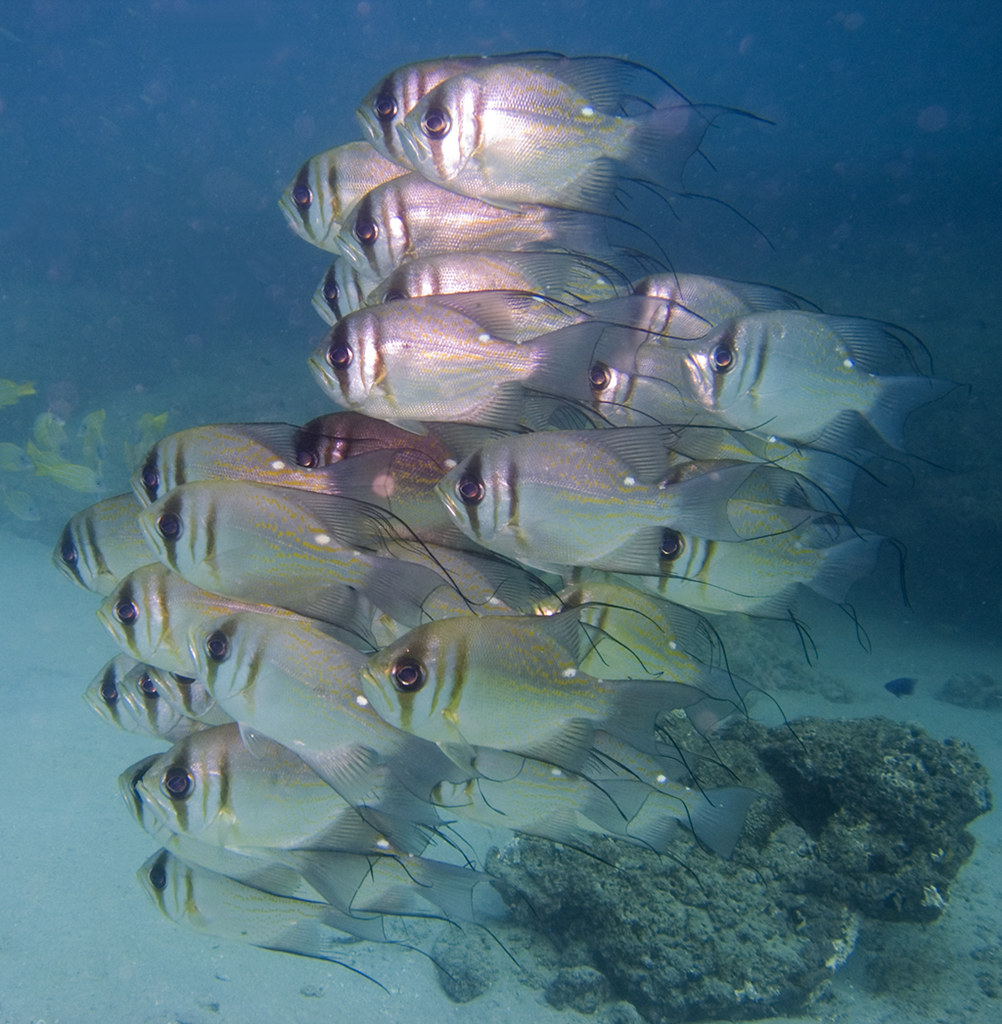 schooling threadfin pearlperch fish identified courtesy o… Flickr