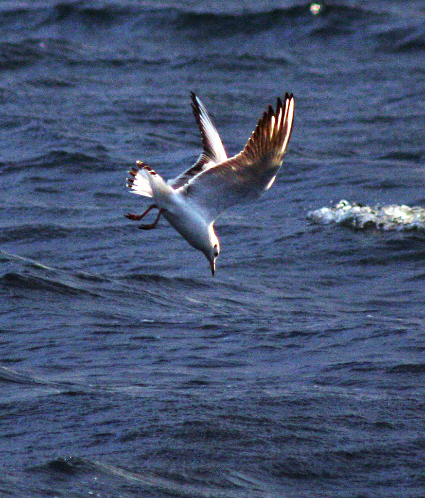 Dive Bird about to dive into water Uploaded on behalf of M… Flickr