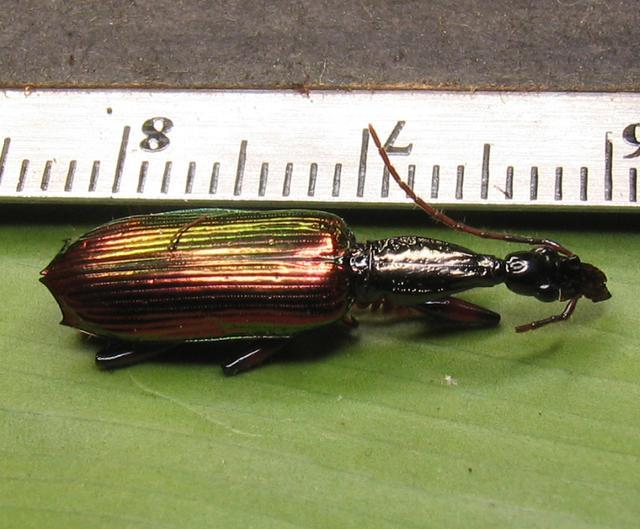 22mm Agra sp. 5449.JPG Ground beetle collected and photogr… Flickr