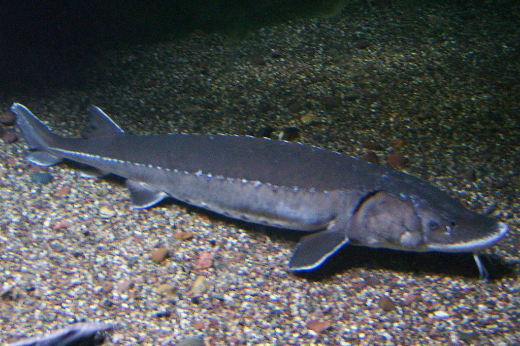 Lake Sturgeon Dolfingrl Flickr