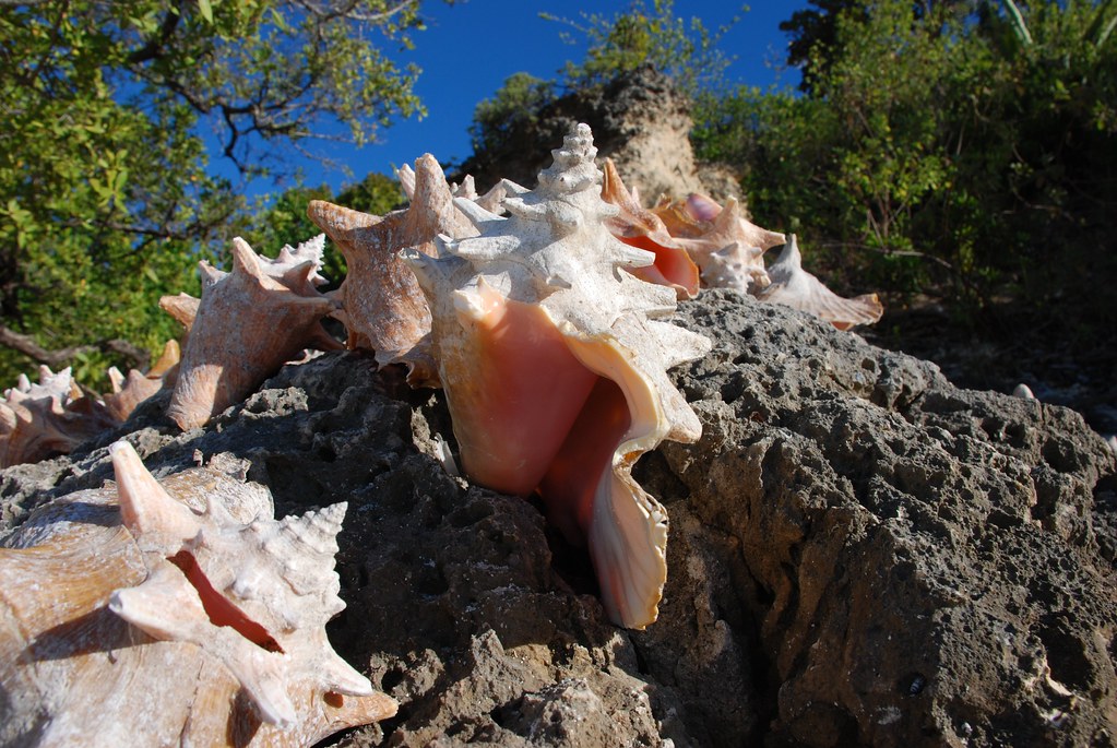Conch A collection of conch shells on Green Island. I saw … Flickr
