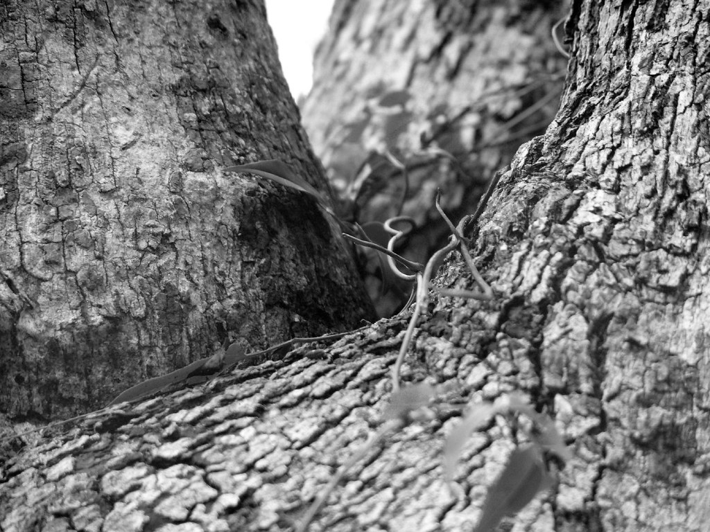 Black and White of Tree Trunk with Vine Black and White of… Flickr