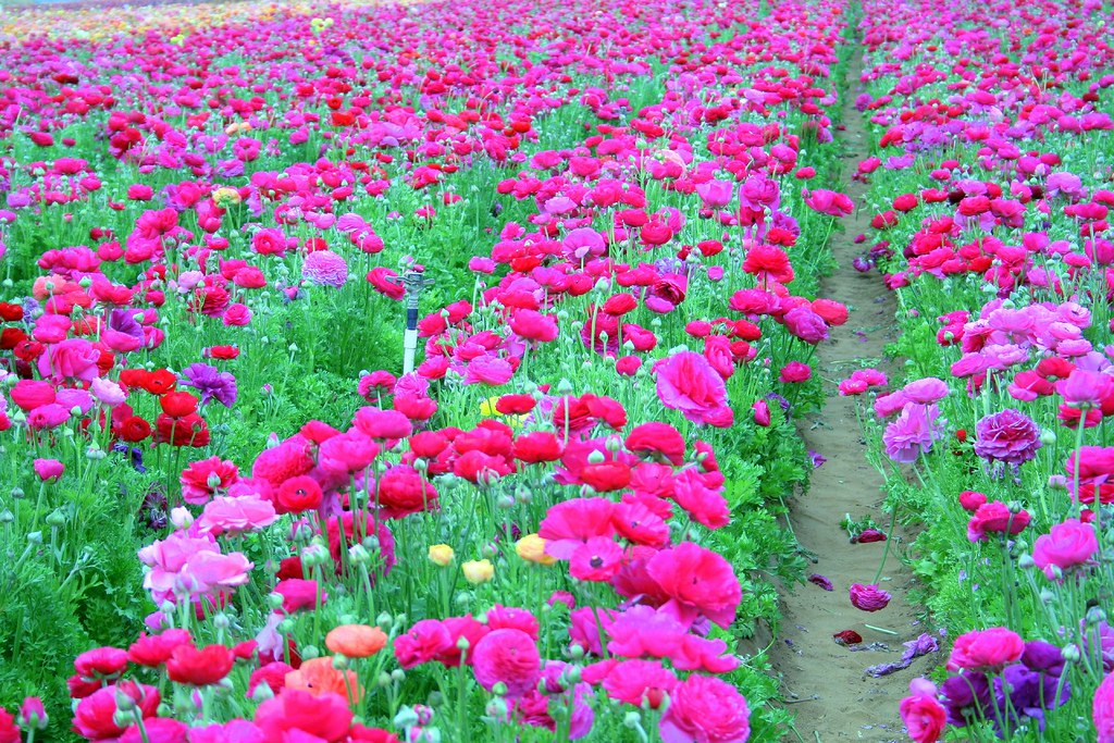 fields of pink Taken at the Carlsbad Flower Fields, near S… Flickr