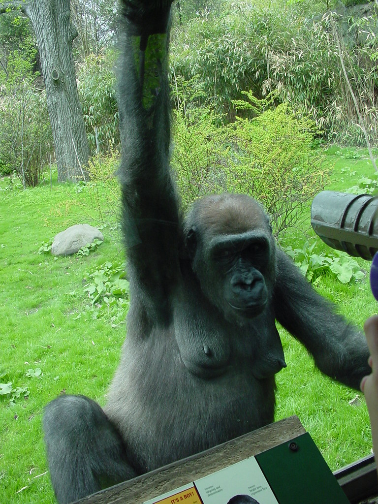 LowLand Gorilla Lowland Gorilla (female) Karen Frazer Flickr