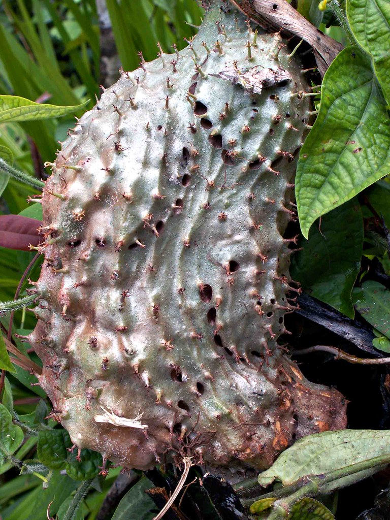 Myrmecodia, 'ant plant' Ant plant at Tekai, Papua Flickr