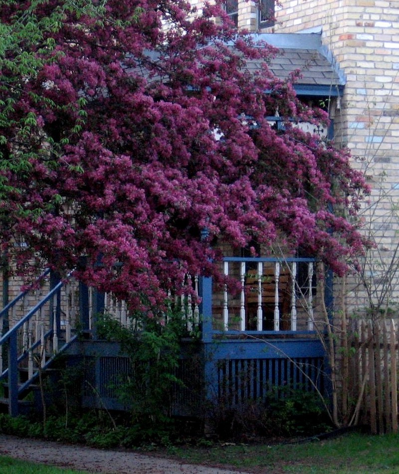 Pink TreeMilwaukee Ave Trees along Milwaukee Avenue in Mi… Flickr