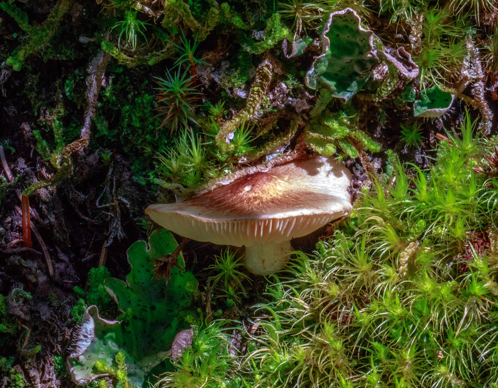 Web whether your tribe enjoys beach bumming or city slicking, there are plenty of options for weekend getaways and short trips from singapore. 0I7A2777.jpg a short day trip to the near alpine (2200m) a… Flickr