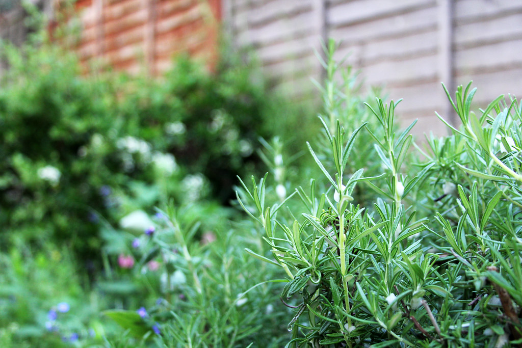 Rosemary Covered in Insect SpitUp Why do insects do that?… Flickr